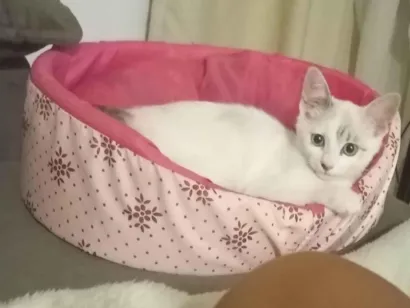 Gato raça SRD-ViraLata idade 2 a 6 meses nome Marie