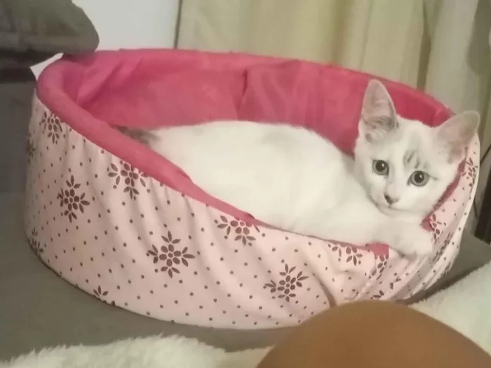 Gato ra a SRD-ViraLata idade 2 a 6 meses nome Marie