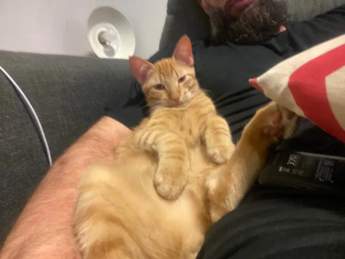 Gato ra a SRD-ViraLata idade 2 a 6 meses nome Hades