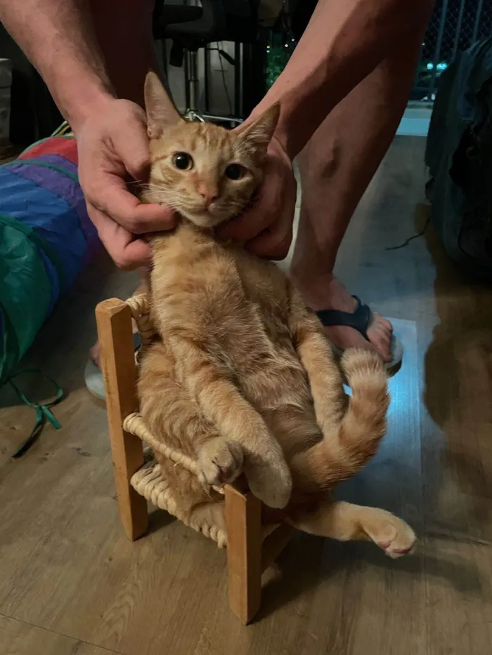 Gato ra a SRD-ViraLata idade 2 a 6 meses nome Hades
