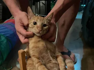 Gato raça SRD-ViraLata idade 2 a 6 meses nome Hades