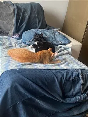 Gato raça SRD-ViraLata idade 2 a 6 meses nome Amara