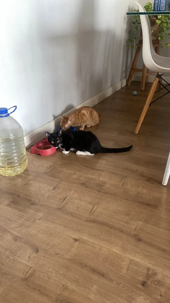 Gato ra a SRD-ViraLata idade 2 a 6 meses nome Amara