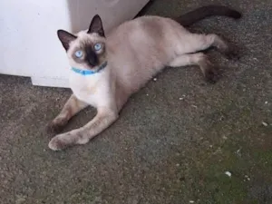 Gato raça SRD-ViraLata idade 7 a 11 meses nome Estrela