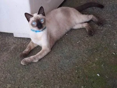 Gato raça SRD-ViraLata idade 7 a 11 meses nome Estrela