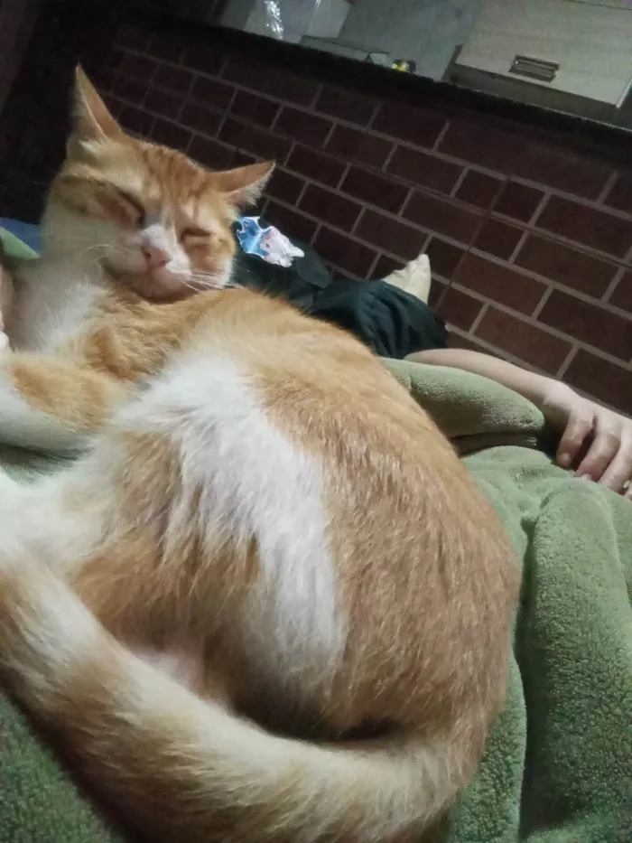 Gato ra a SRD-ViraLata idade 2 a 6 meses nome Mimi