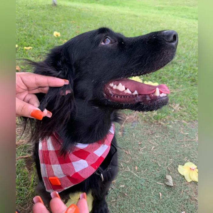 Cachorro ra a SRD-ViraLata idade 3 anos nome Felipe