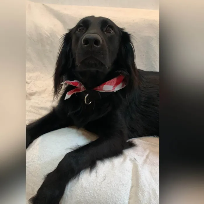 Cachorro ra a SRD-ViraLata idade 3 anos nome Felipe
