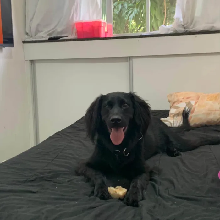 Cachorro ra a SRD-ViraLata idade 3 anos nome Felipe