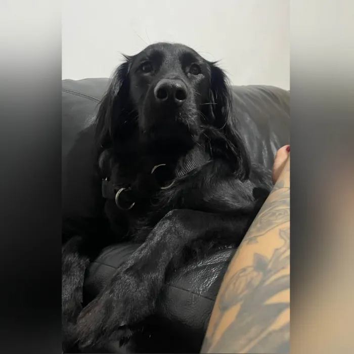 Cachorro ra a SRD-ViraLata idade 3 anos nome Felipe