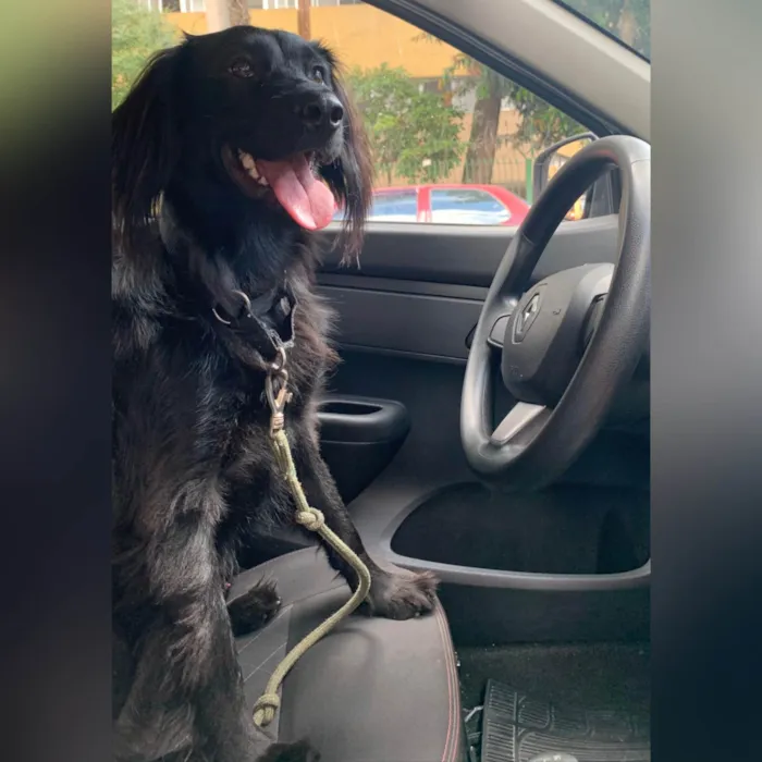 Cachorro ra a SRD-ViraLata idade 3 anos nome Felipe