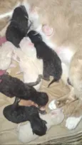 Gata