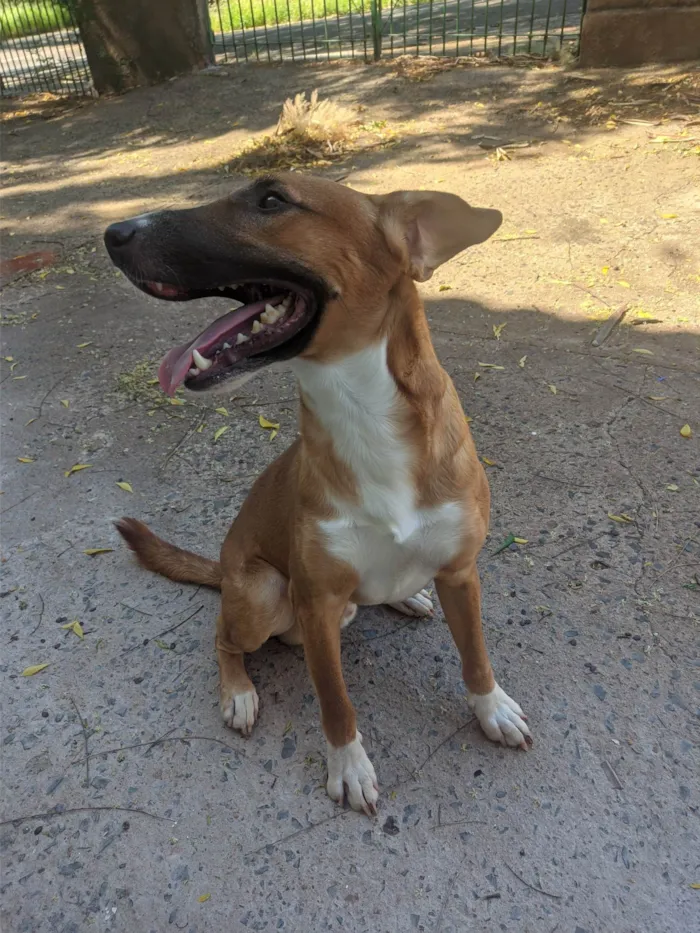 Cachorro ra a SRD-ViraLata idade 1 ano nome Amendoim 