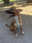 Amendoim