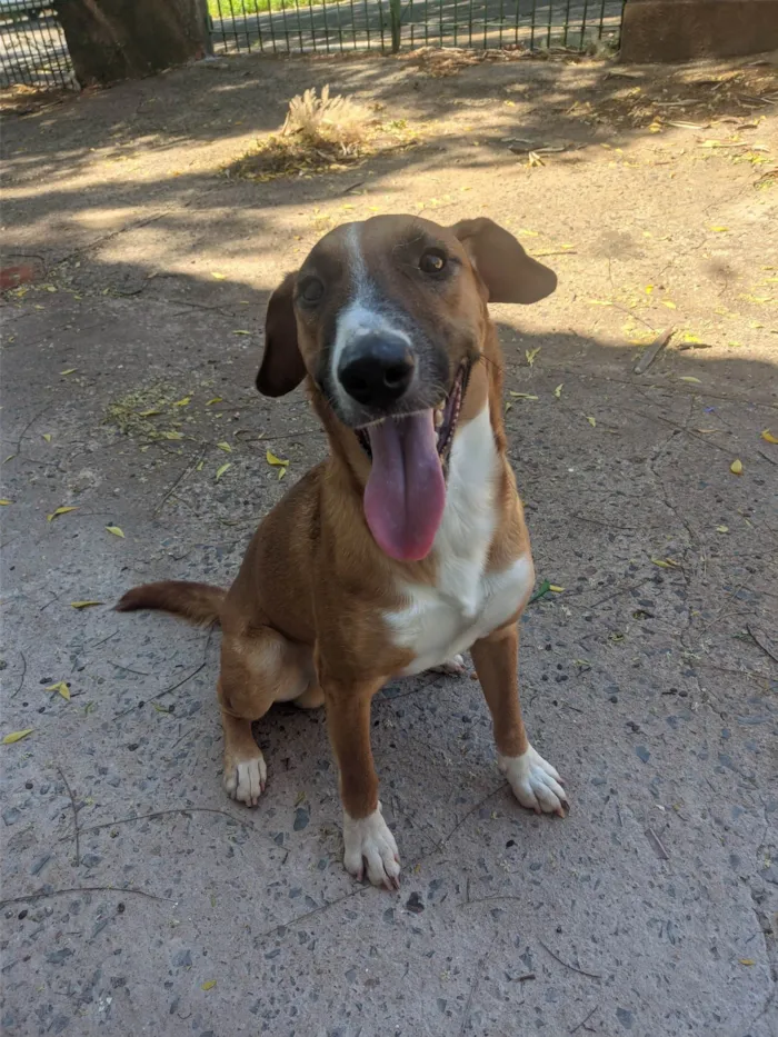 Cachorro ra a SRD-ViraLata idade 1 ano nome Amendoim 