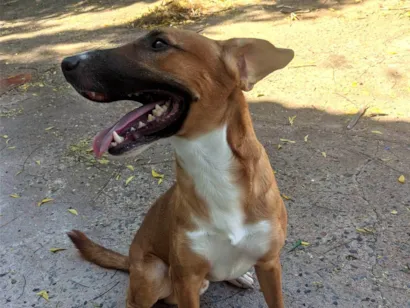 Cachorro raça SRD-ViraLata idade 1 ano nome Amendoim 