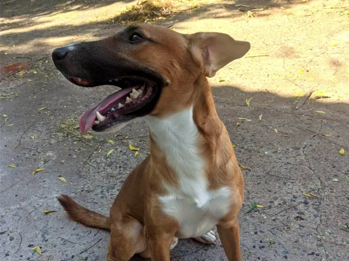 Cachorro ra a SRD-ViraLata idade 1 ano nome Amendoim 
