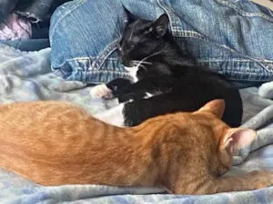 Gato raça SRD-ViraLata idade 2 a 6 meses nome Amara