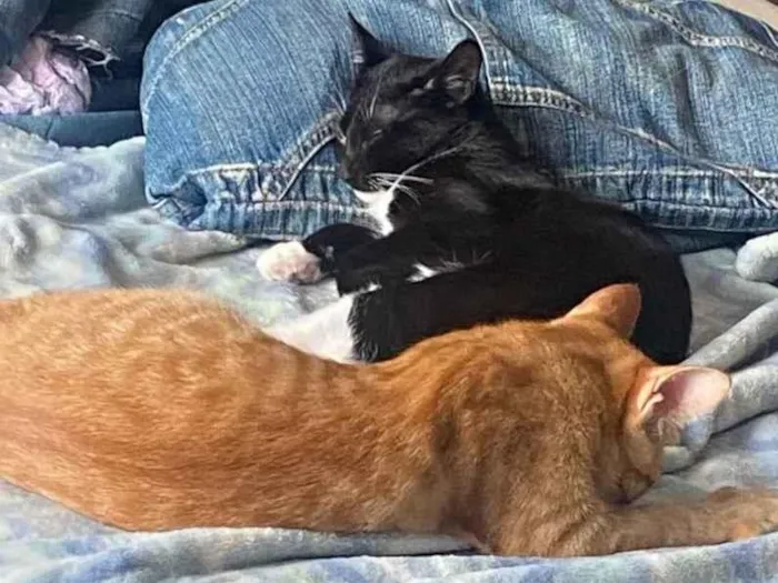 Gato ra a SRD-ViraLata idade 2 a 6 meses nome Amara