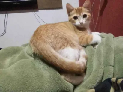 Gato raça SRD-ViraLata idade 2 a 6 meses nome Mimi
