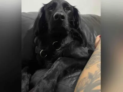 Cachorro raça SRD-ViraLata idade 3 anos nome Felipe