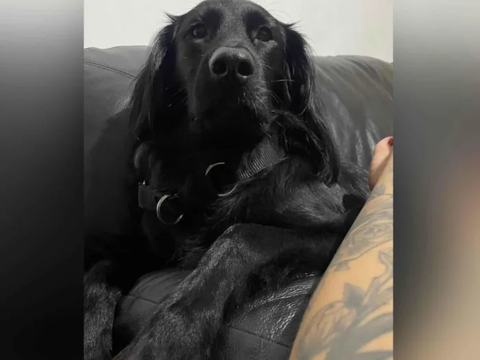 Cachorro ra a SRD-ViraLata idade 3 anos nome Felipe