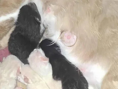 Gato raça SRD-ViraLata idade Abaixo de 2 meses nome Gata