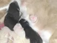 Gata