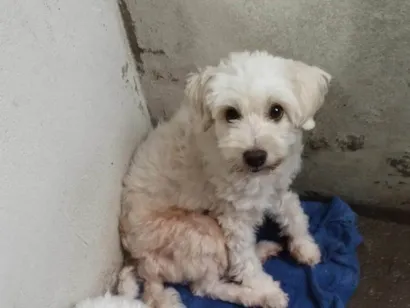 Cachorro raça Poodle idade 4 anos nome Pepe