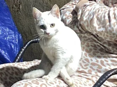 Gato raça SRD-ViraLata idade 2 a 6 meses nome Nevasca