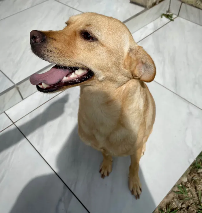 Cachorro ra a SRD-ViraLata idade 2 anos nome Buck