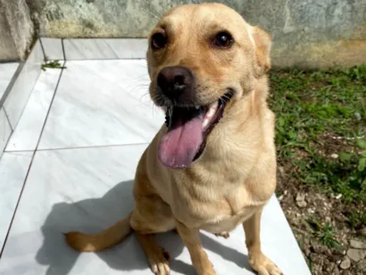Cachorro raça SRD-ViraLata idade 2 anos nome Buck