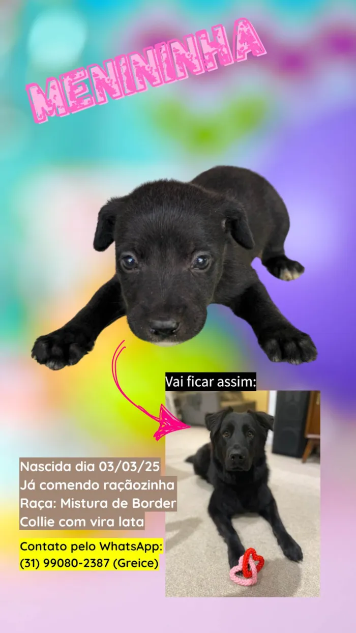 Cachorro ra a SRD-ViraLata idade 2 a 6 meses nome DOA-SE FILHOTES DE BORDER COLLIE