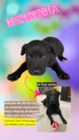 DOA-SE FILHOTES DE BORDER COLLIE
