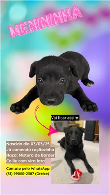 Cachorro raça SRD-ViraLata idade 2 a 6 meses nome DOA-SE FILHOTES DE BORDER COLLIE