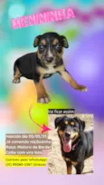 DOA-SE FILHOTES DE BORDER COLLIE