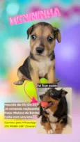 DOA-SE FILHOTES DE BORDER COLLIE