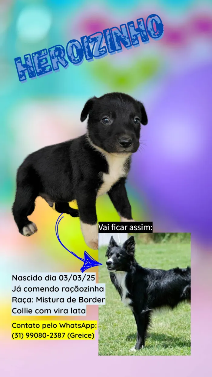 Cachorro ra a SRD-ViraLata idade 2 a 6 meses nome DOA-SE FILHOTES DE BORDER COLLIE