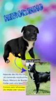 DOA-SE FILHOTES DE BORDER COLLIE