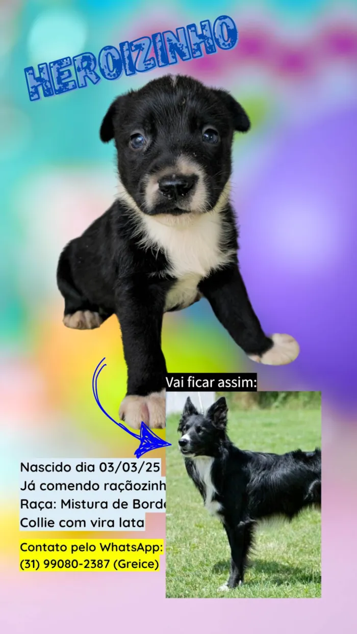 Cachorro ra a SRD-ViraLata idade 2 a 6 meses nome DOA-SE FILHOTES DE BORDER COLLIE