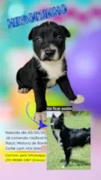 DOA-SE FILHOTES DE BORDER COLLIE