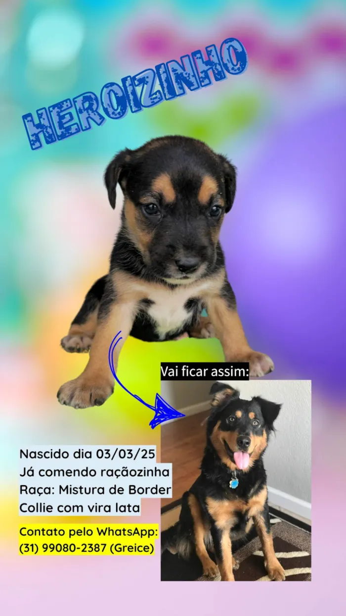 Cachorro ra a SRD-ViraLata idade 2 a 6 meses nome DOA-SE FILHOTES DE BORDER COLLIE