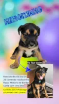 DOA-SE FILHOTES DE BORDER COLLIE