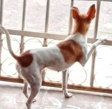 Cachorro ra a SRD-ViraLata idade 6 ou mais anos nome Vaquinha