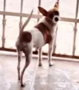Vaquinha
