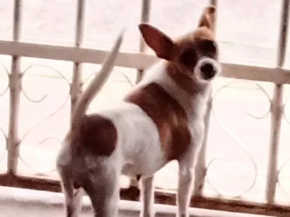 Cachorro raça SRD-ViraLata idade 6 ou mais anos nome Vaquinha