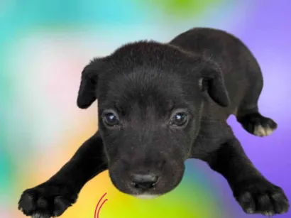Cachorro raça SRD-ViraLata idade 2 a 6 meses nome DOA-SE FILHOTES DE BORDER COLLIE