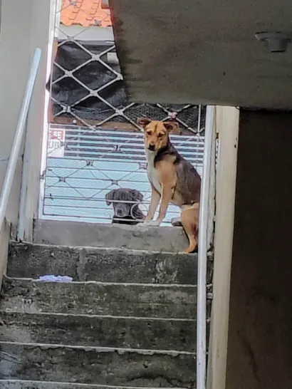 Cachorro raça SRD-ViraLata idade 1 ano nome Jade