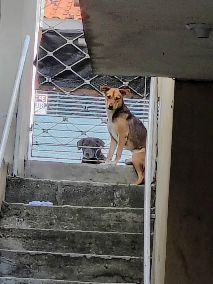 Cachorro ra a SRD-ViraLata idade 1 ano nome Jade