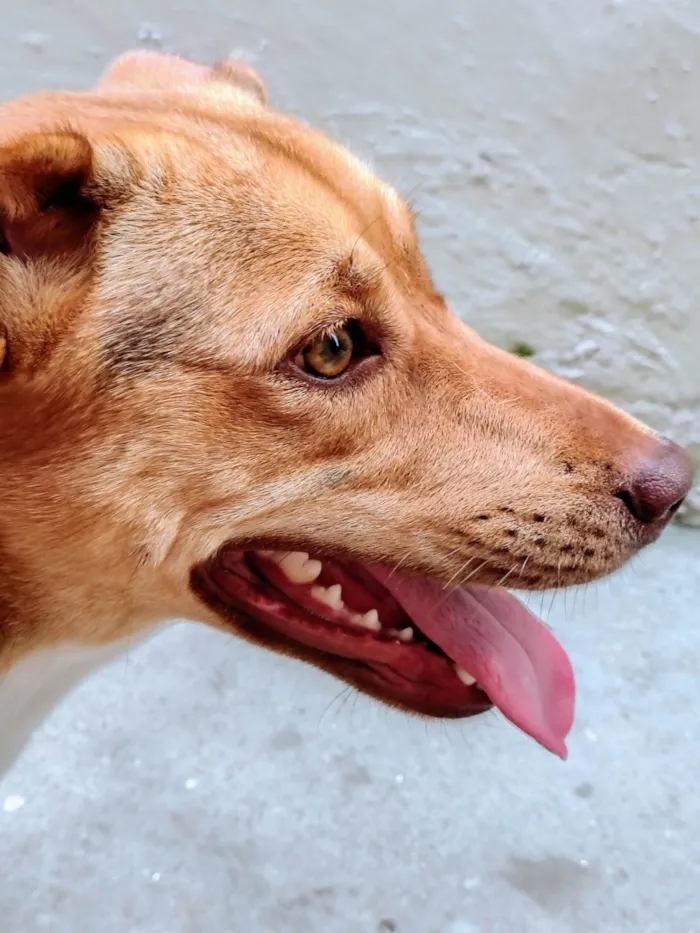Cachorro ra a SRD-ViraLata idade 1 ano nome Jade